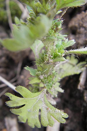 Aphanes arvensis \ Gewhnlicher Ackerfrauenmantel / Field Parsley Piert, D Dieburg 12.6.2010