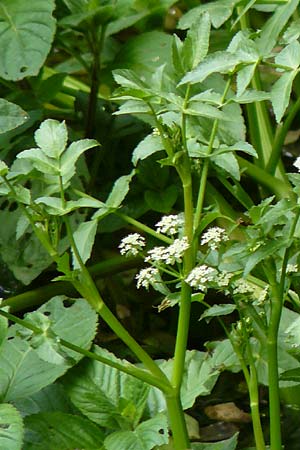 Apium nodiflorum \ Knotenbltige Sellerie / Fool's Water-Cress, D Bruchsal-Heidelsheim 22.6.2013