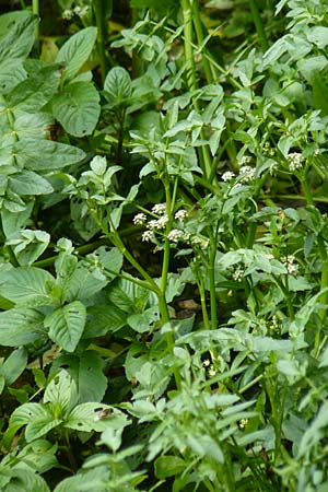 Apium nodiflorum \ Knotenbltige Sellerie / Fool's Water-Cress, D Bruchsal-Heidelsheim 22.6.2013
