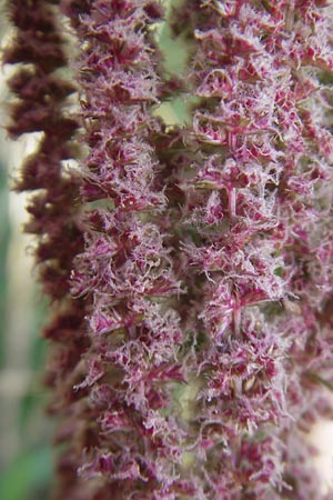 Amaranthus rudis \ Wasserhanf / Water Hemp, D Mannheim 19.9.2011