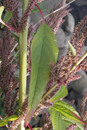 Amaranthus rudis \ Wasserhanf / Water Hemp, D Mannheim 19.9.2011