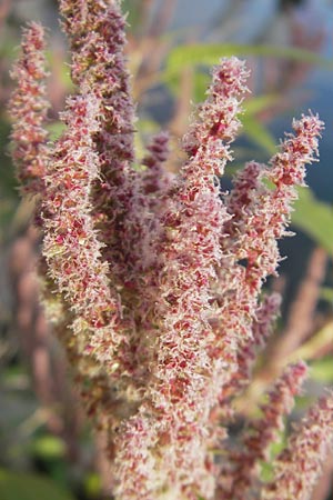 Amaranthus rudis \ Wasserhanf / Water Hemp, D Mannheim 19.9.2011