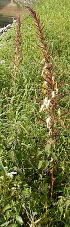 Amaranthus rudis \ Wasserhanf / Water Hemp, D Mannheim 25.9.2011