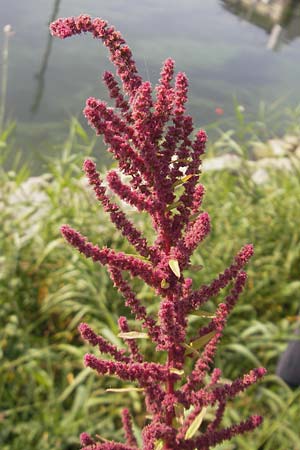 Amaranthus rudis \ Wasserhanf / Water Hemp, D Mannheim 25.9.2011