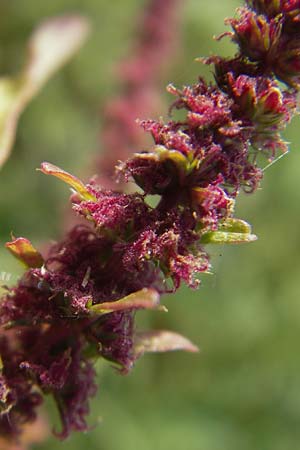 Amaranthus rudis \ Wasserhanf / Water Hemp, D Mannheim 25.9.2011