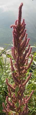 Amaranthus rudis \ Wasserhanf / Water Hemp, D Mannheim 25.9.2011