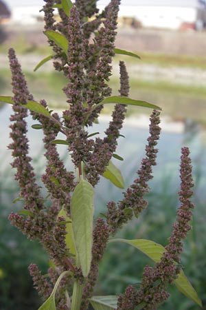Amaranthus rudis \ Wasserhanf / Water Hemp, D Mannheim 25.9.2011