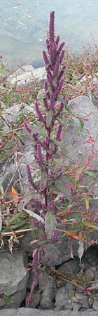 Amaranthus rudis \ Wasserhanf / Water Hemp, D Mannheim 25.9.2011