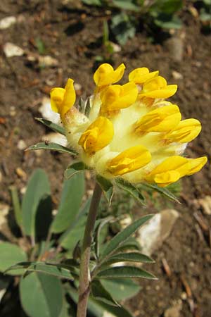 Anthyllis vulneraria subsp. polyphylla \ Steppen-Wundklee, Ungarischer Wundklee / Many-Leaved Kidney Vetch, D Franken/Franconia Leutenbach 17.5.2012