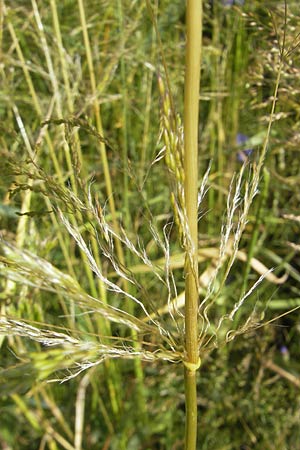 Apera spica-venti \ Acker-Windhalm / Loose Silky-Bent, D Zeutern 23.6.2012