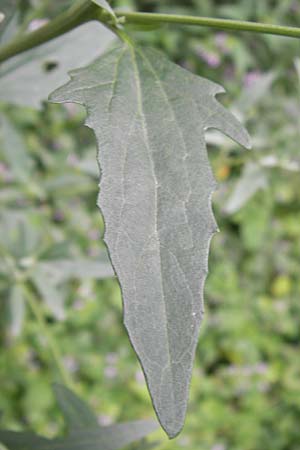 Atriplex patula \ Spreizende Melde, Gewhnliche Melde / Spreading Orache, Common Orache, D Ludwigshafen 2.7.2012