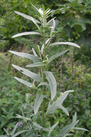Atriplex patula \ Spreizende Melde, Gewhnliche Melde / Spreading Orache, Common Orache, D Ludwigshafen 2.7.2012