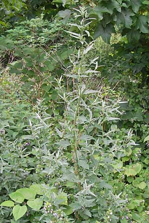 Atriplex patula \ Spreizende Melde, Gewhnliche Melde / Spreading Orache, Common Orache, D Ludwigshafen 2.7.2012