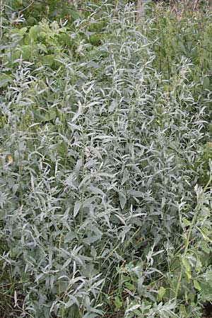 Atriplex patula \ Spreizende Melde, Gewhnliche Melde / Spreading Orache, Common Orache, D Ludwigshafen 19.7.2012