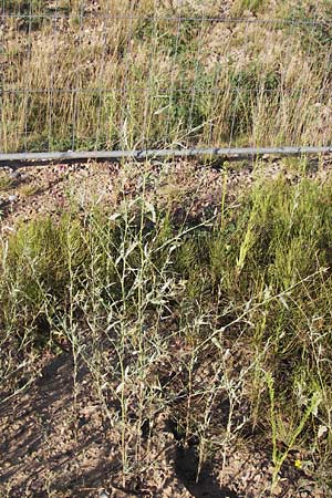 Atriplex patula \ Spreizende Melde, Gewhnliche Melde / Spreading Orache, Common Orache, D Heidelberg 22.8.2012