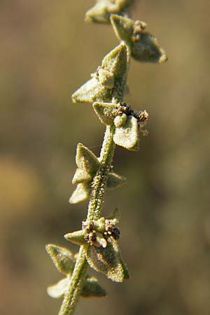 Atriplex patula \ Spreizende Melde, Gewhnliche Melde / Spreading Orache, Common Orache, D Heidelberg 4.9.2012