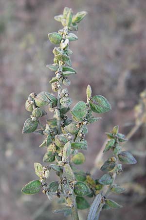Atriplex patula, Spreading Orache, Common Orache Atriplex patula, Spreading Orache, Common Orache