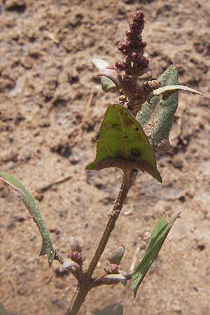 Atriplex prostrata \ Spie-Melde, Spieblttrige Melde / Spear-Leaved Orache, D Philippsthal-Heimboldshausen 27.7.2013