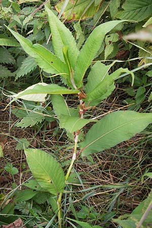 Koenigia polystachya \ Himalaya-Kn�terich / Himalayan Knotweed, D Sinsheim 31.8.2013