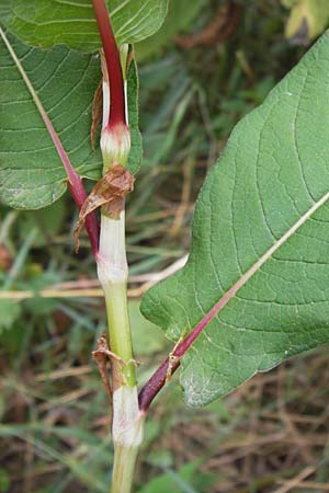 Koenigia polystachya \ Himalaya-Kn�terich / Himalayan Knotweed, D Sinsheim 31.8.2013