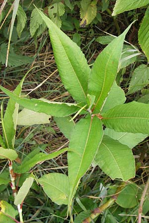 Koenigia polystachya \ Himalaya-Kn�terich / Himalayan Knotweed, D Sinsheim 31.8.2013