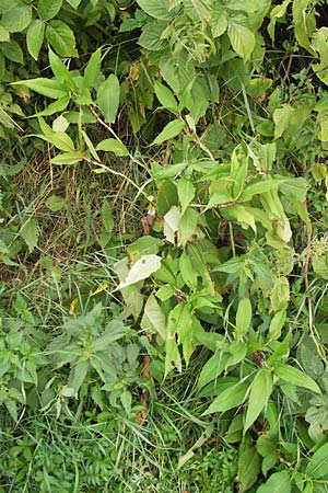 Koenigia polystachya \ Himalaya-Kn�terich / Himalayan Knotweed, D Sinsheim 31.8.2013