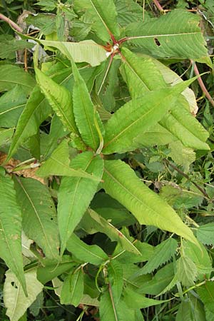Koenigia polystachya \ Himalaya-Kn�terich / Himalayan Knotweed, D Sinsheim 31.8.2013