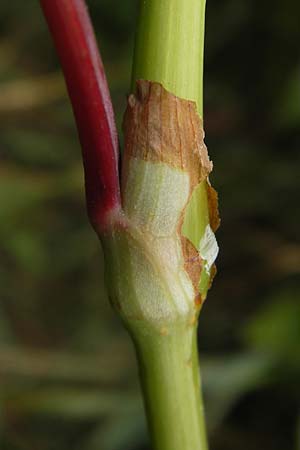 Koenigia polystachya \ Himalaya-Kn�terich / Himalayan Knotweed, D Sinsheim 31.8.2013