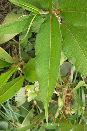 Koenigia polystachya \ Himalaya-Kn�terich / Himalayan Knotweed, D Sinsheim 31.8.2013