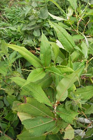 Koenigia polystachya \ Himalaya-Kn�terich / Himalayan Knotweed, D Sinsheim 31.8.2013