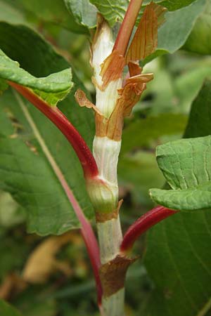 Koenigia polystachya \ Himalaya-Kn�terich / Himalayan Knotweed, D Sinsheim 31.8.2013