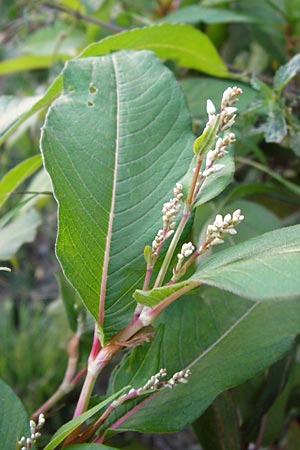 Koenigia polystachya \ Himalaya-Kn�terich / Himalayan Knotweed, D Sinsheim 2.10.2013