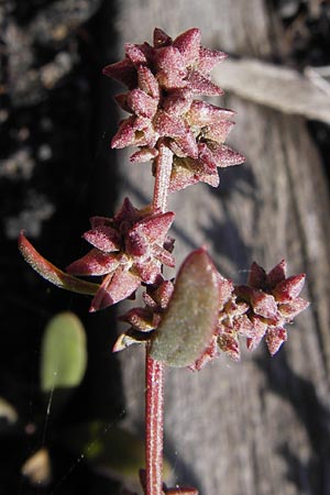Atriplex prostrata \ Spie-Melde, Spieblttrige Melde / Spear-Leaved Orache, D Philippsthal-Heimboldshausen 3.10.2013