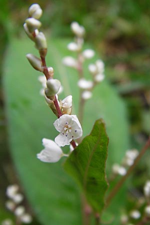 Koenigia polystachya \ Himalaya-Kn�terich / Himalayan Knotweed, D Sinsheim 5.10.2013