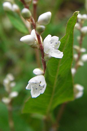 Koenigia polystachya \ Himalaya-Kn�terich / Himalayan Knotweed, D Sinsheim 5.10.2013