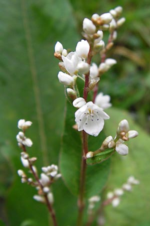 Koenigia polystachya \ Himalaya-Kn�terich / Himalayan Knotweed, D Sinsheim 5.10.2013