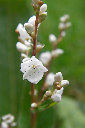 Koenigia polystachya \ Himalaya-Kn�terich / Himalayan Knotweed, D Sinsheim 5.10.2013