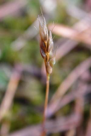 Aira praecox \ Frhe Haferschmiele / Small Hair-Grass, Early Hair-Grass, D Ober-Mörlen 24.5.2014
