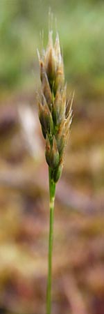 Aira praecox \ Frhe Haferschmiele / Small Hair-Grass, Early Hair-Grass, D Ober-Mörlen 24.5.2014