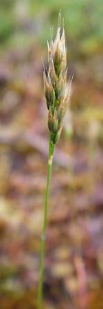 Aira praecox \ Frhe Haferschmiele / Small Hair-Grass, Early Hair-Grass, D Ober-Mörlen 24.5.2014