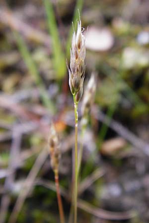 Aira praecox \ Frhe Haferschmiele / Small Hair-Grass, Early Hair-Grass, D Ober-Mörlen 24.5.2014