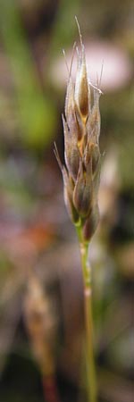 Aira praecox \ Frhe Haferschmiele / Small Hair-Grass, Early Hair-Grass, D Ober-Mörlen 24.5.2014