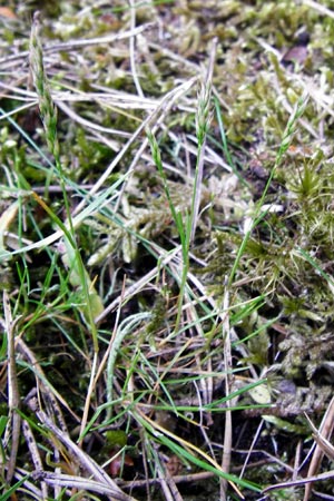 Aira praecox \ Frhe Haferschmiele / Small Hair-Grass, Early Hair-Grass, D Mannheim 26.5.2014