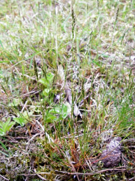Aira praecox \ Frhe Haferschmiele / Small Hair-Grass, Early Hair-Grass, D Mannheim 26.5.2014