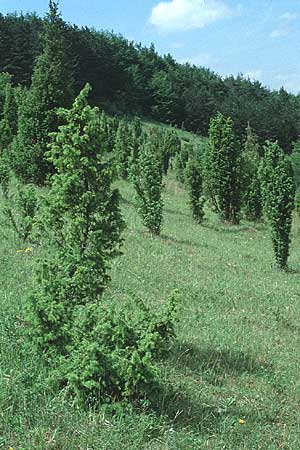 Juniperus communis \ Gewhnlicher Wacholder / Juniper, D Apfelberg 22.6.1991