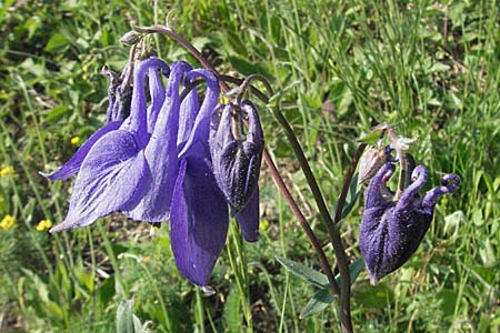 Aquilegia vulgaris \ Gemeine Akelei / Columbine, D Bruchsal 11.5.2006