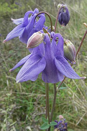 Aquilegia vulgaris \ Gemeine Akelei / Columbine, D Neuleiningen 8.5.2007