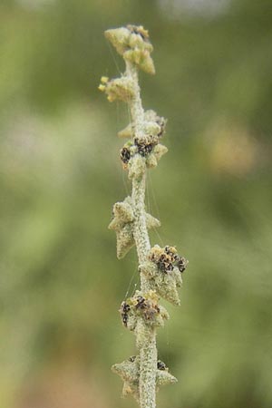 Atriplex patula \ Spreizende Melde, Gewhnliche Melde / Spreading Orache, Common Orache, D Viernheim 21.8.2012