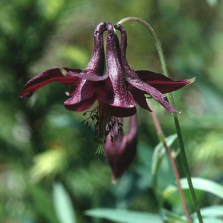 Aquilegia atrata \ Schwarzviolette Akelei / Dark Columbine, D Geigelstein 8.7.1995