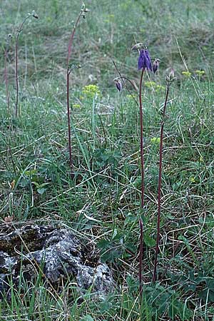 Aquilegia vulgaris \ Gemeine Akelei / Columbine, D Neuleiningen 1.5.2000